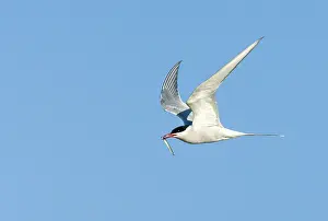 Common Tern Stampe: Common Tern, Sterna hirundo