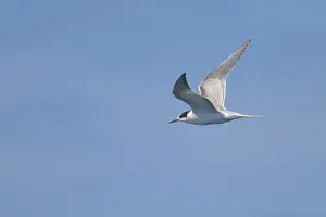 Common Tern In Flight Stampe: Common tern, Sterna hirundo