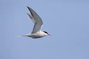 Ocean Birds In Flight Stampe: Common tern Sterna hirundo