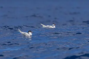 Migratory Birds Europe Stampe: Common Tern, Sterna hirundo