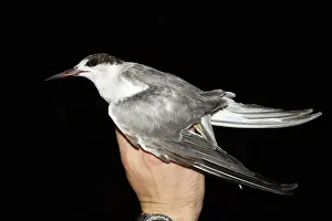 Asian Wildlife Images Stampe: Common Tern, Sterna hirundo