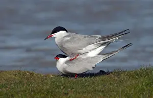 Stampe di Sterna comune (Sterna hirundo) sull'isola di Wadden Texel nei Paesi Bassi Sterna Comune Stampe: Sterna comune, Sterna hirundo.