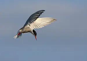 Common Tern In Flight Stampe: Common Tern, Sterna hirundo hirundo