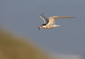 Common Tern In Flight Stampe: Common Tern, Sterna hirundo hirundo