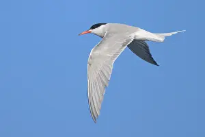 Sterna Hirundo Images Stampe: Common tern, Sterna hurundo