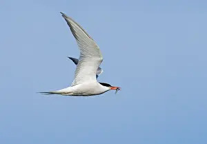 Flying Birds Stampe: Common Tern;Sterna hirundo