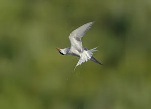 Sterna Hirundo Stampe: Common Tern;Sterna hirundo