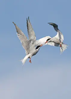 Avian Wildlife Photography Stampe: Common Tern;Sterna hirundo