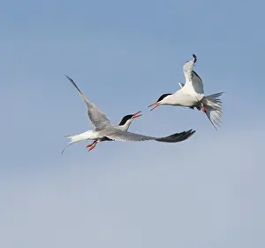 Sterna Hirundo Stampe: Common Tern;Sterna hirundo