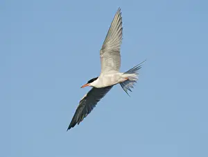 Bird Migration Patterns Europe Stampe: Common Tern;Sterna hirundo