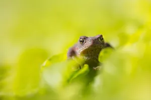 Bufo Bufo Stampe: Common Toad, Bufo bufo