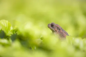 Rana Comune, Bufo bufo.