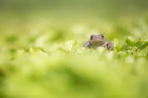 Rana Comune, Bufo bufo.