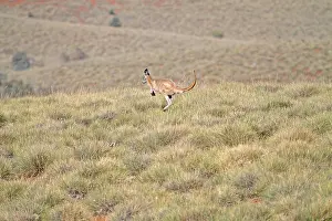 Wallaro di muro comune (Macropus robustus)