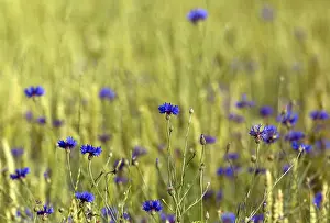 Centaurea Cyanus Species Stampe: Cornflower, Centaurea cyanus