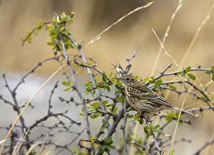 Stampa con cornice : Correndera Pipit, Anthus correndera Stampa con cornice : Correndera Pipit, Anthus correndera