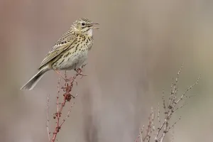 Argentina Nature Photography Stampe: Correndera Pipit, Anthus correndera