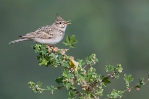 Crested Lark Stampe: Crested Lark