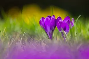 Purple Crocus Stampe: Crocus