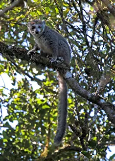 Eulemur Coronatus Stampe: Crowned lemur, Eulemur coronatus