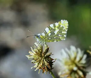 European Insect Photography Stampe: Dappled White Euchloe crameri