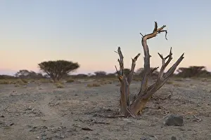 Dead Tree Landscape Stampe: Dead Tree in arid plain