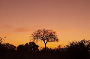 Dead Tree In Africa Stampe: A dead tree at sunset. Botswana