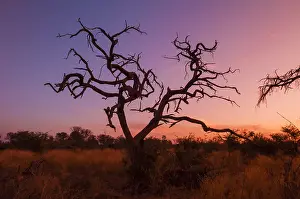 Botswana Landscape Photography Stampe: A dead tree at sunset. Botswana