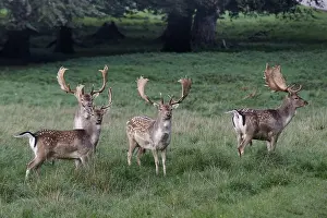 Agosto Stampe: deer