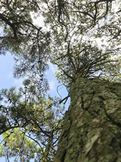 Low Angle Photography Europe Stampe: Dennenboom, Pine