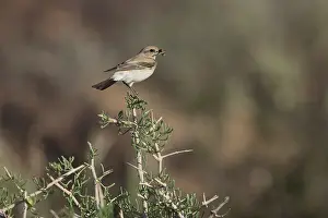 Old World Flycatcher Photography Stampe: Desert Wheatear