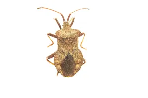 Stampa con cornice : Coccinella del molo, Coreus marginatus.