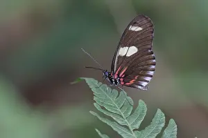 South American Butterflies Stampe: Doris Longwing (Heliconius doris)