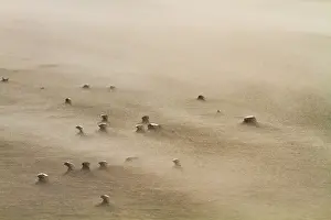 Stormy Beach Scene Stampe: Drifting sand