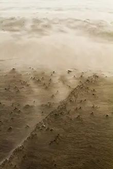 Stormy Beach Scene Stampe: Drifting sand