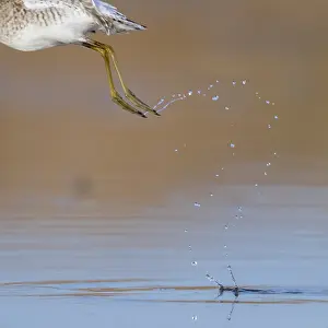 Charadriiformes Shorebirds Stampe: Droplets