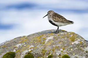 Charadriiformes Species List Stampe: Dunlin
