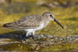 Calidris Alpina Species Stampe: Dunlin