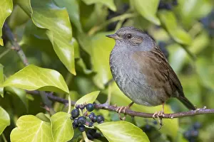 Nature Photography Italy Stampe: Dunnock