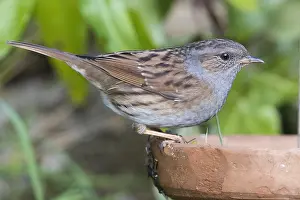 Dunnock Bird Stampe: Dunnock