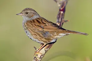Nature Animal Photography Stampe: Dunnock