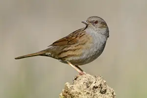 Dunnock Bird Stampe: Dunnock