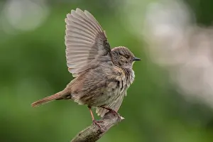 Dunnock Bird Stampe: Dunnock, Prunella modularis