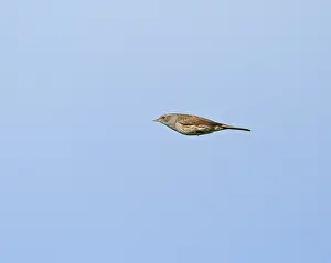 Dunnock Bird Stampe: Dunnock;Prunella modularis