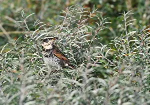 Stampa con cornice : Tordo becciorosso, Turdus eunomus