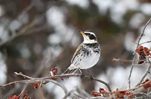 Japanese Nature Photography Stampe: Dusky Thrush, Turdus eunomus