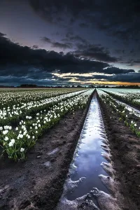 Dutch Tulip Fields Stampe: Dutch tulip fields