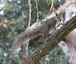 North American Mammals Stampe: Eastern gray squirrel, Sciurus carolinensis