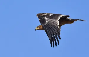 Eastern Imperial Eagle Stampe: Eastern Imperial Eagle