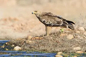 Eastern Imperial Eagle Stampe: Eastern Imperial Eagle
